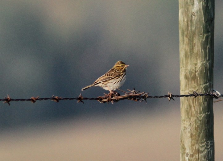 Savannah Sparrow hhk3
