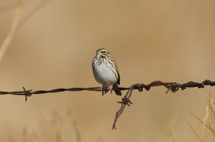 Savannah Sparrow jhkh3