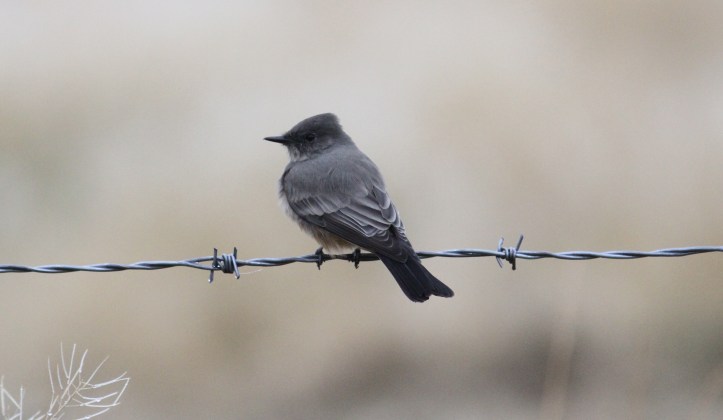 Say's Phoebe ghff2.JPG