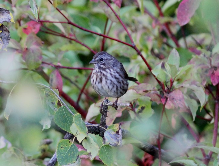 Song Sparrow kk3.JPG