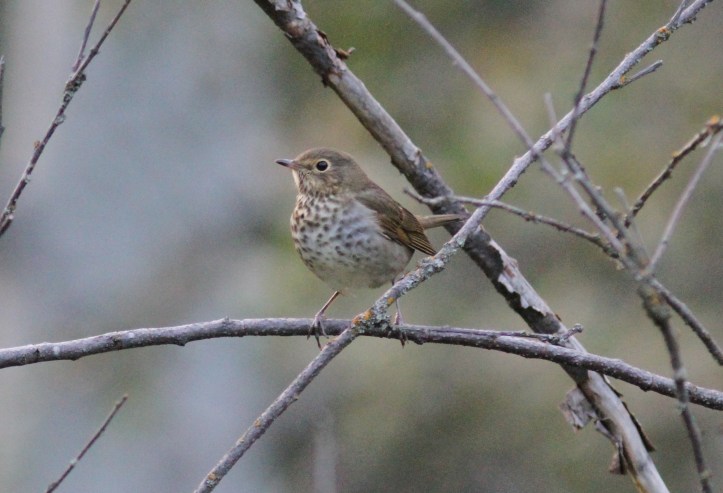Swainson's Thrush jkk3