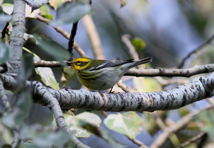 Townsend's Warbler hhjkj3.JPG