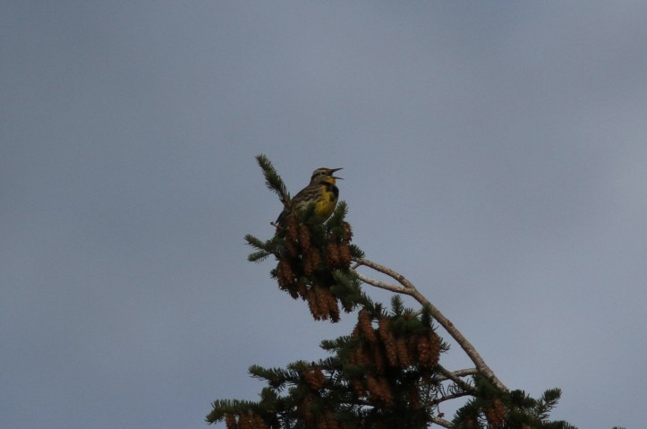 Western meadowlark hjk3.JPG