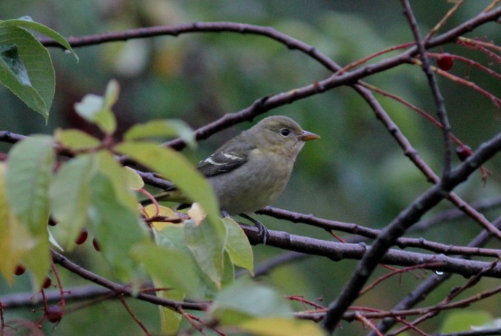 Western Tanager gjh3.JPG