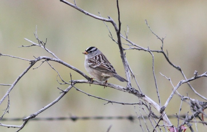 White-crowned Sparrow hghj3