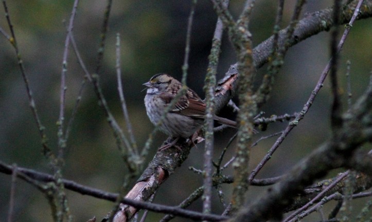White-throated Sparrow hk3.JPG