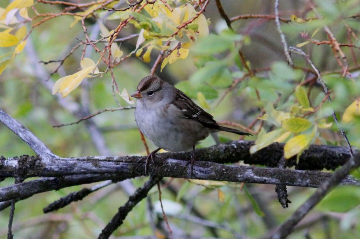 White=crowned Sparrow hhj3