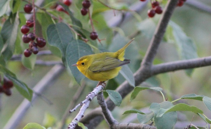 Wilson's Warbler gg3.JPG