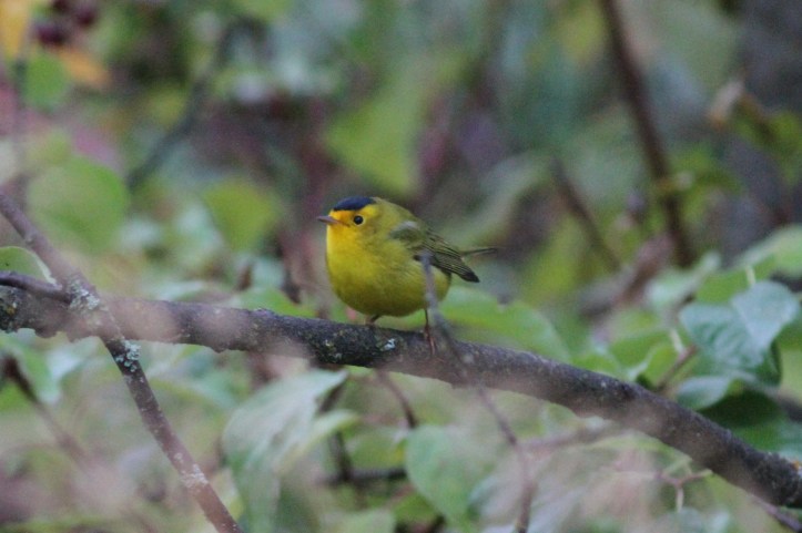 Wilson's Warbler ghhuj4.JPG