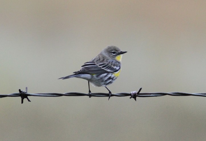 Yellow-rumped Warbler gggv3.JPG