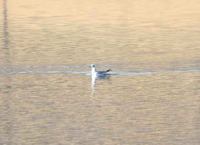 Bonaparte's gull hhj3
