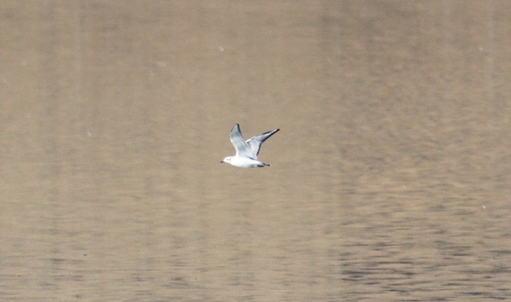 Bonaparte's Gull jhk3