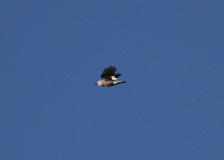 Clark's Nutcracker hg3f.JPG