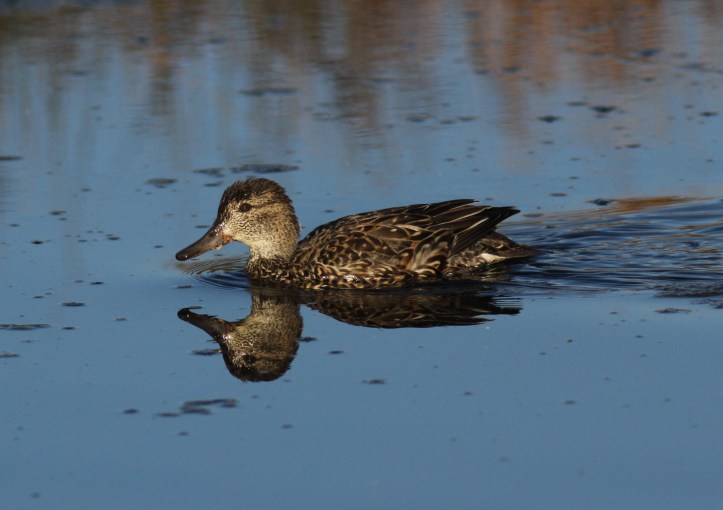 Green-winged Teal hkhk3.JPG