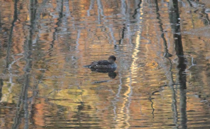 Hooded Merganser hgkhg3.JPG