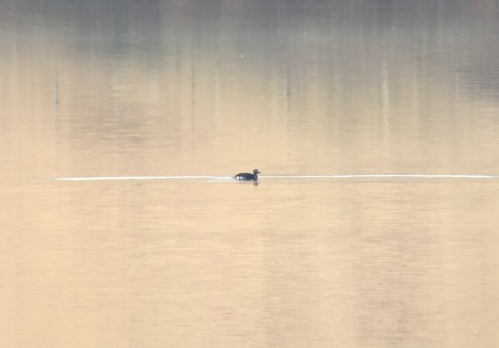Long-tailed Duck hkhj3.JPG
