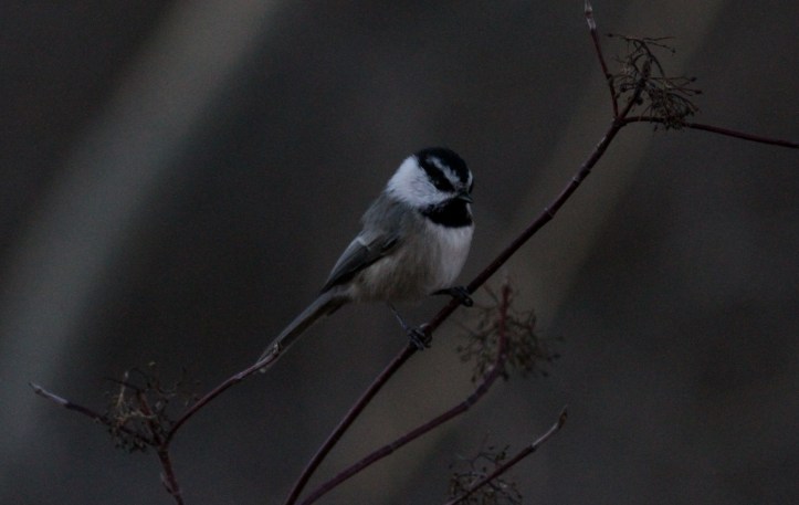Mountain Chickadee hjh3.JPG