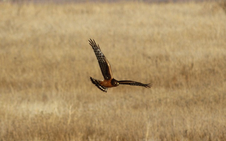 Northern Harrier hgh3.JPG