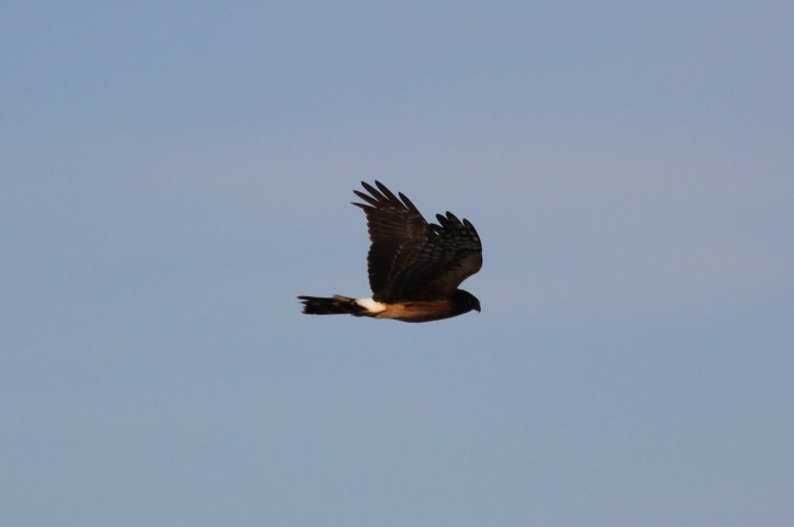 Northern Harrier hgj3