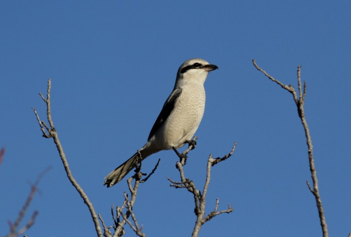 Northern Shrike hhj3.JPG