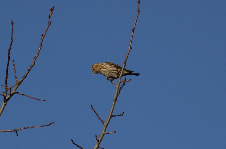 Pine Siskin hk3.JPG