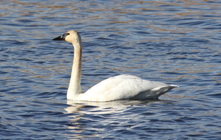 Trumpeter Swan jkk3