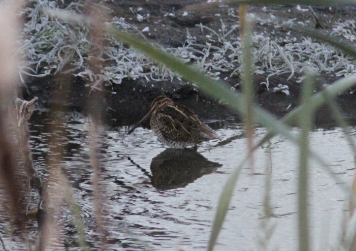 Wilson's Snipe hih3.JPG