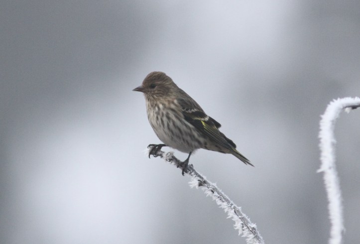 Pine Siskin jk3