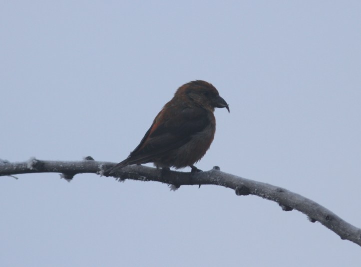 Red Crossbill hj2