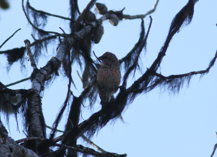Red Crossbill k3.JPG