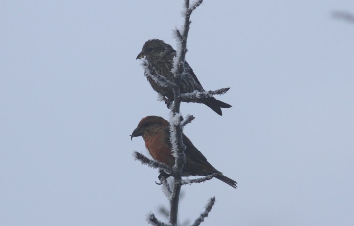 Red Crossbill kl3
