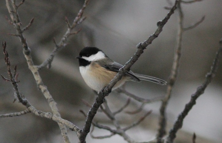 Black-capped Chickadee hjk3.JPG