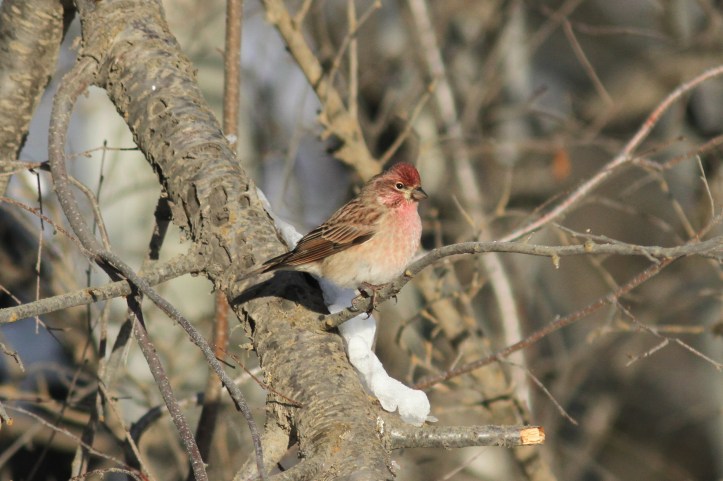Cassin's Finch hhg3ff