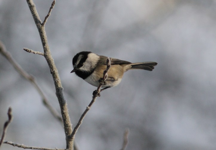 Mountain Chickadee hj3.JPG