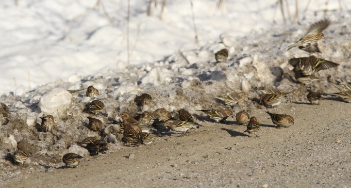 Pine Siskins hbhh3f.JPG