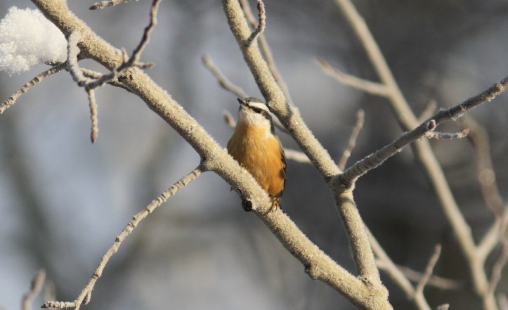 Red-breasted Nuthatch kh3.JPG