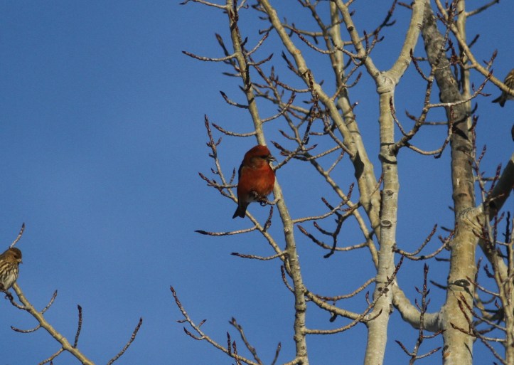 Red Crossbill kk3.JPG