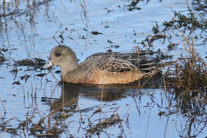 American Wigeon ghh3f.JPG