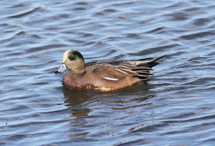 American Wigeon hghg3ff.JPG