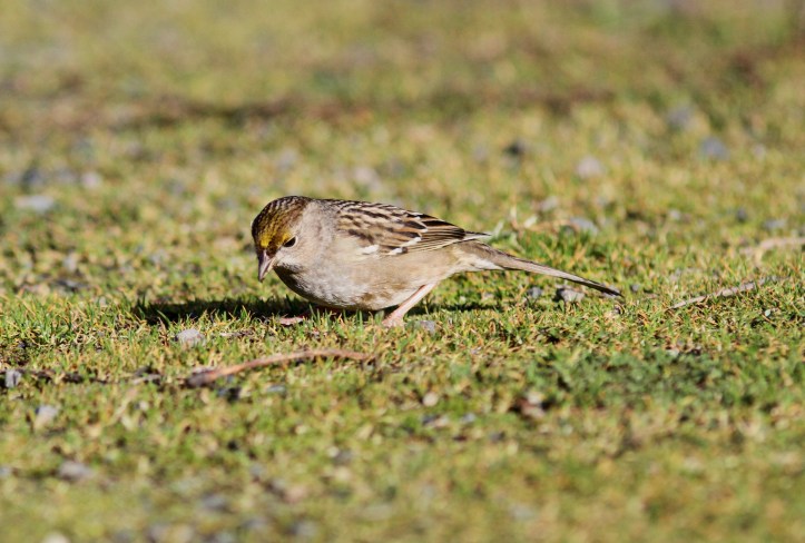 Golden-crowned Sparrow hh3ff.JPG