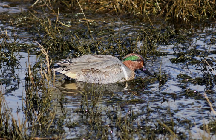 Green-winged Teal hh3khff.JPG