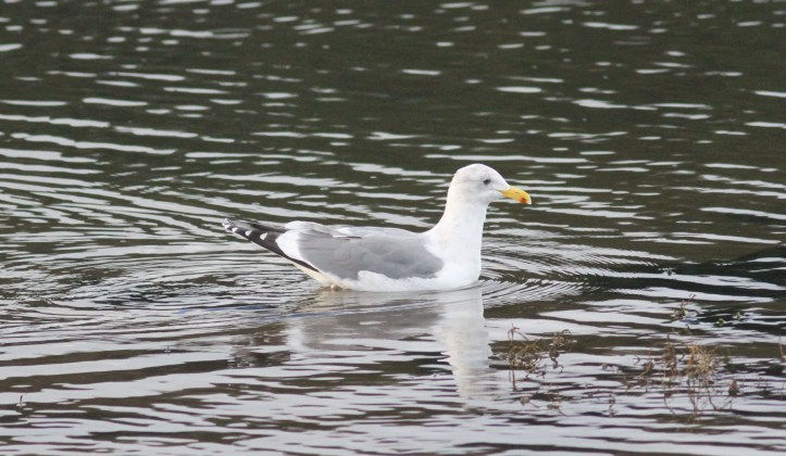 Herring Gull hgg3.JPG