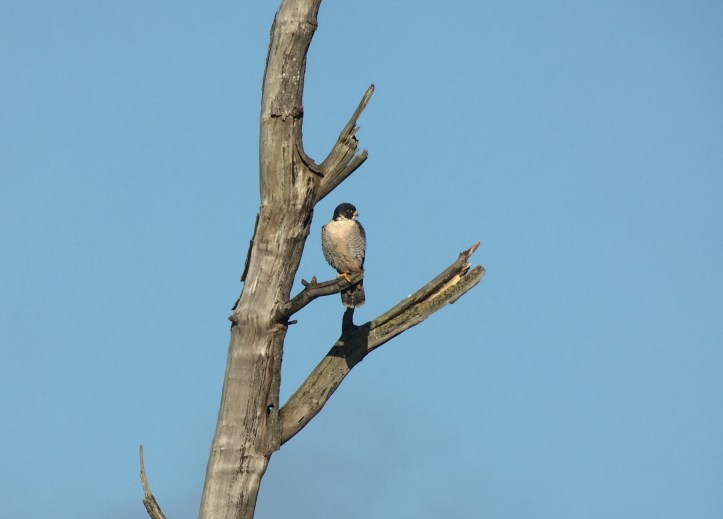 Peregrine Falcon gg3ff