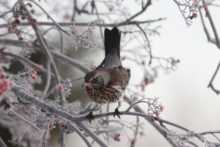 Fieldfare ggjl3.JPG