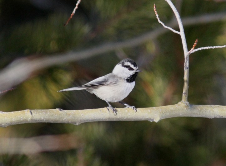 Mountain Chickadee ghhj33.JPG