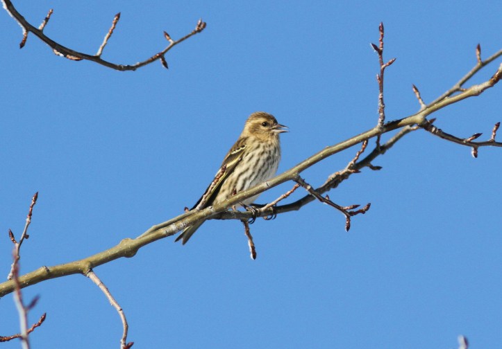 Pine Siskin gjl3.JPG