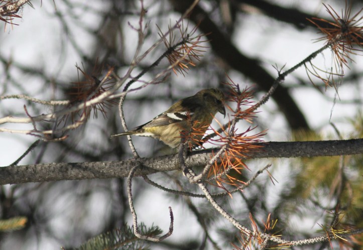 White-winged Crossbill gg33.JPG