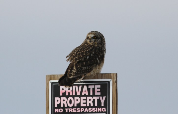 Short-eared Owl hj3.JPG
