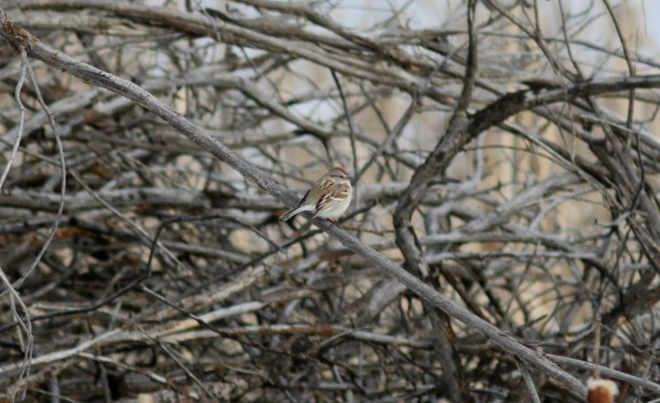 American Tree Sparrow hkh3ff.JPG