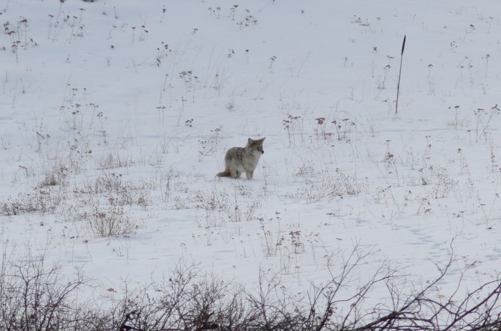 Coyote gjg3.JPG